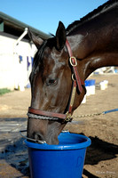 Cooling out days b4 Declan Hollywood Futurity 04