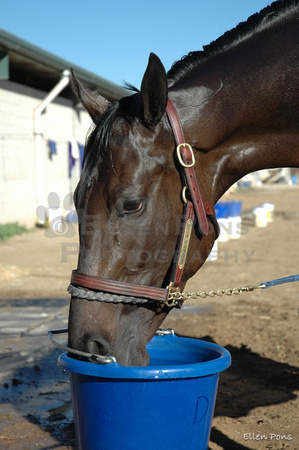 Cooling out days b4 Declan Hollywood Futurity 04