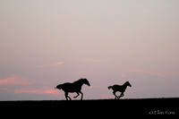 20070709-mare & foal run sillouette