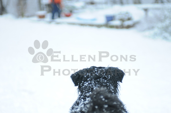 August snow w boh, Horse expo -9337