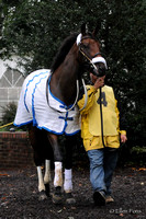 Moon Philly enters paddock b4 Just a Kiss Stakes