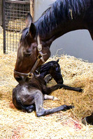 25 Oh What A Delite birth-0678