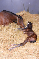 21 South African Queen birth-0319