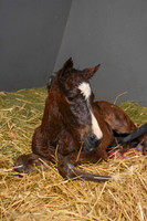 21 South African Queen birth-0302