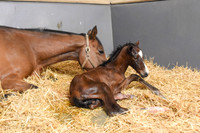 21 South African Queen birth-0323