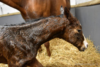 22 Schianti same cowlicks as mom-2261