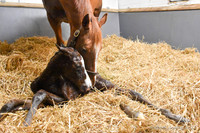 22 Schianti birth-2245