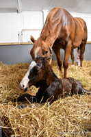 22 Schianti birth-2246