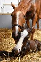 22 Schianti birth-2247