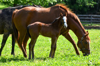 22 Schianti-3806