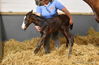 22 Schianti birth-2250