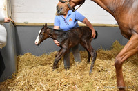 22 Schianti birth-2249