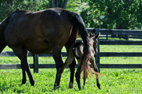 13 Bay Citi Girl - Friesan Fire filly