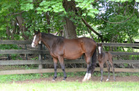 17 Oaks Victoria-9699
