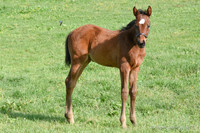 22 Meadow Gem-3923