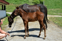 22 Meadow Gem-4737