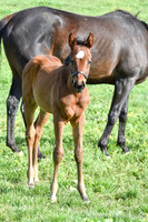 22 Meadow Gem-3919