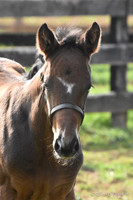 19 Tiz Partners - Mosler
