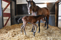 22 Eye Of Ra 6 hours old-4912