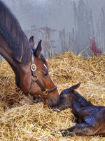 20 Gansett Birth Ch phone-3578