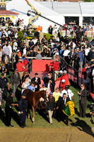 14 preakness CC to test barn-2682