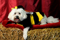 Tucker bumble bee - 04