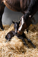 23 Moon Vision birth-6776