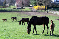 23 mares & foals at Country Life ( office field)-9487