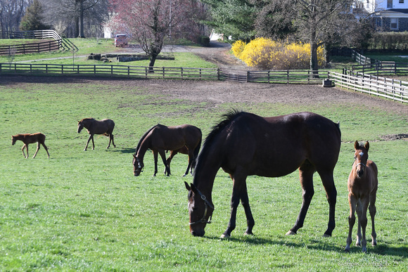 23 mares & foals at Country Life ( office field)-9487