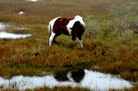 20041029-chincoteague pony