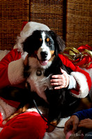 15 Black Dog & Company Santa pics