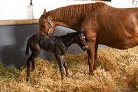 23 Timeless Treasure Birth-3773