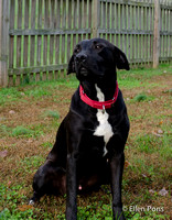Mack Black Dog & Company adoptee.