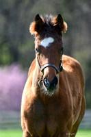 25 Grecian Maiden-2558