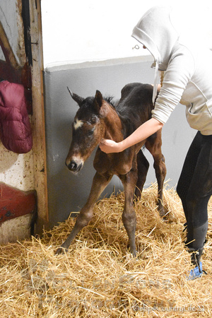 22 Blisstikus birth-9004