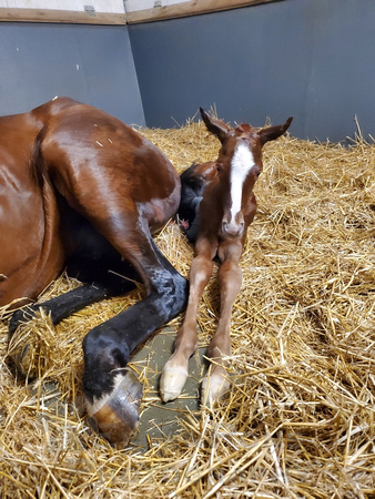 22 Affezionamente birth_012750