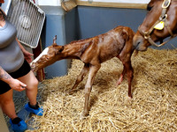 22 Affezionamente birth_021941