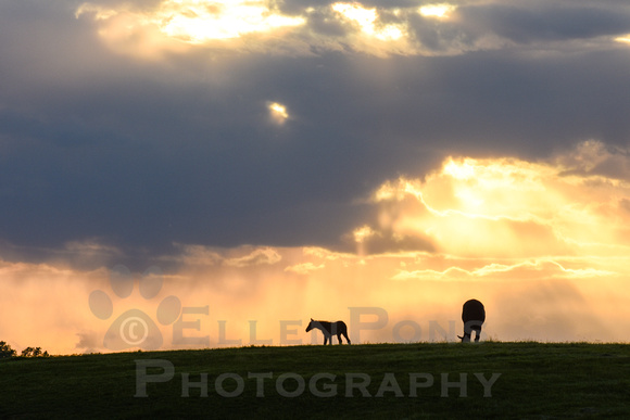 Dramatic Light on hill mare & foal-2804