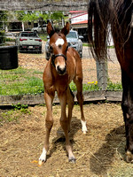 25 Danica IMG_4987