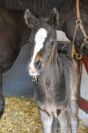 22 Ben's Girl 1st day-5081