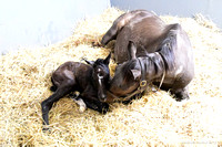 25 Fluxx birth-3395