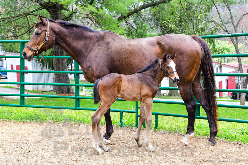 Ellen Pons Photography | 24 Serena's Joy - Lookin At Lucky