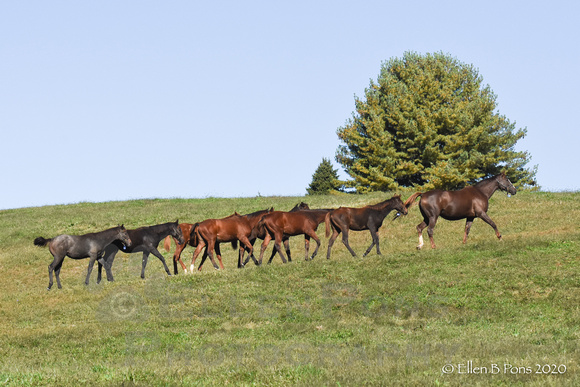 Faze the Nation leads 20 foals-2455