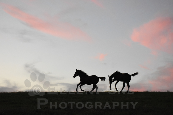Oct red sunset and 18 weanlings clf office field-1078