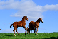 25 Grecian Maiden & 25 Stormy Mistress-2609
