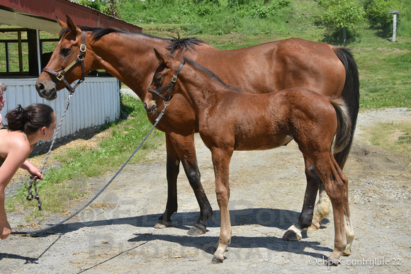 22 Sixty Six Margaux-4750