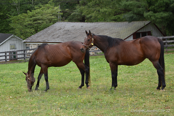 22 Afleet Fairy  Affezionamente-4380
