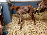 22 Affezionamente birth_021828