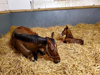 22 Affezionamente birth 021426