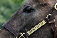 10- 13 English Channel Filly - Name Plate 8029-2
